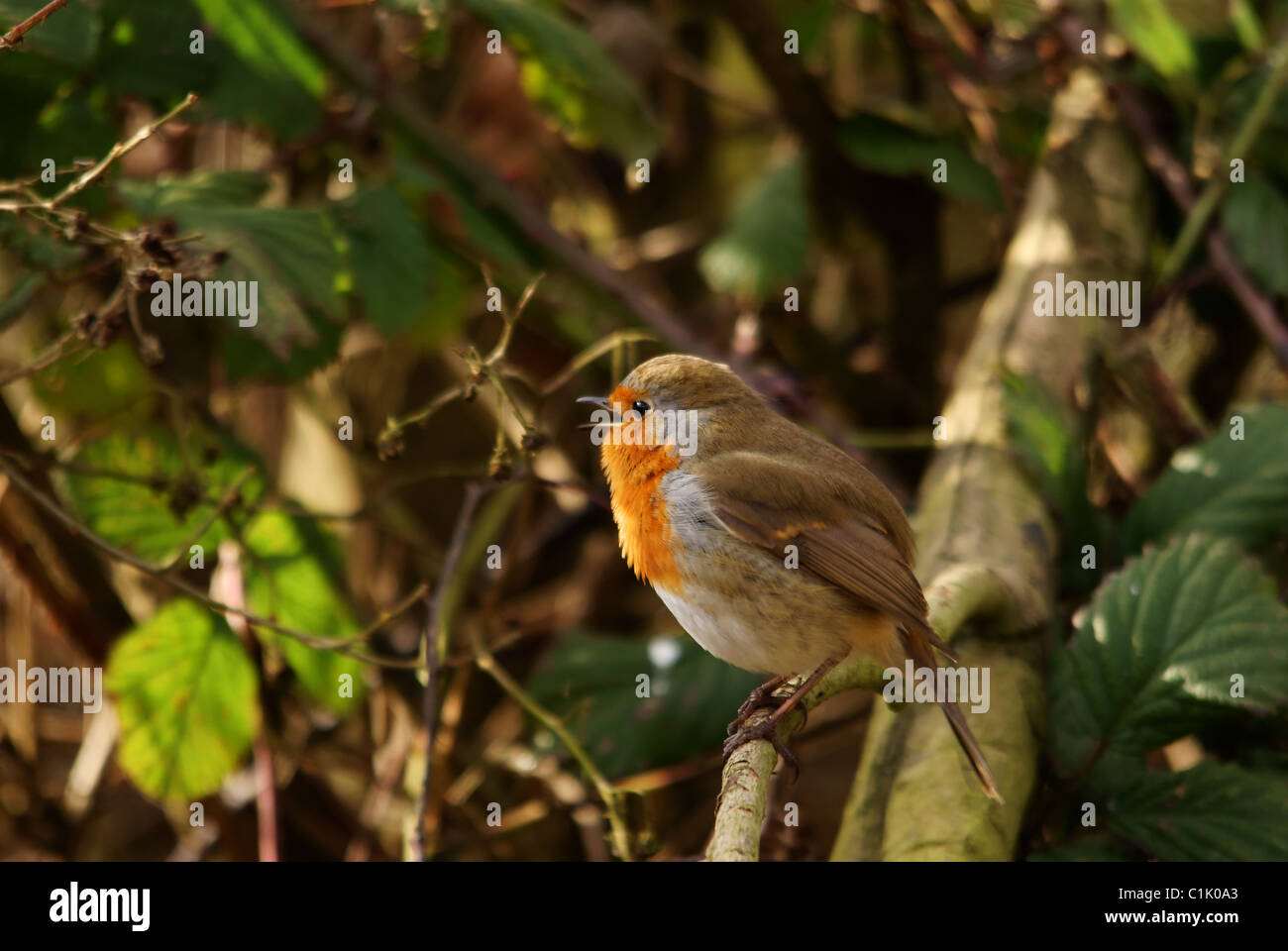 Robin di canto Foto Stock