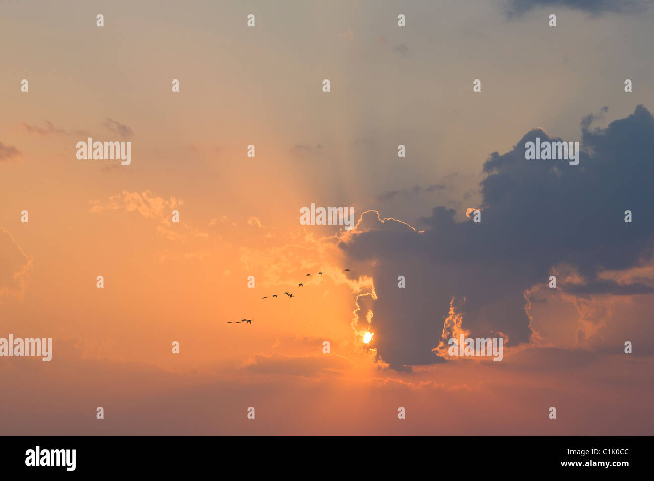 Pelican battenti in arancione tramonto Cielo con raggi di dio Foto Stock