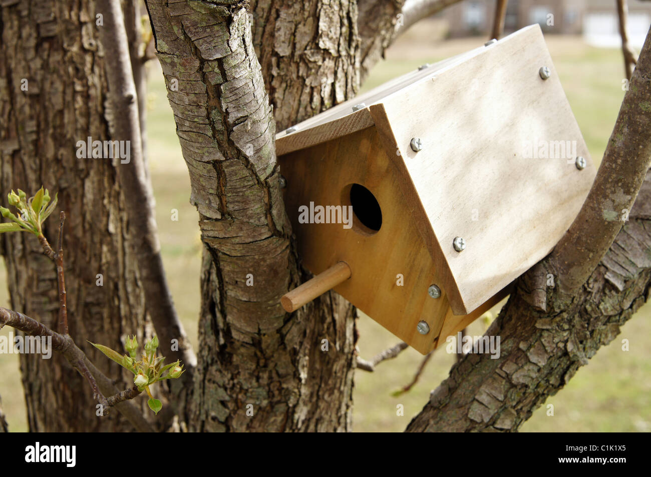 Questa è una fotografia di un piccolo uccello house si incunea nei rami di un albero di pera. Foto Stock