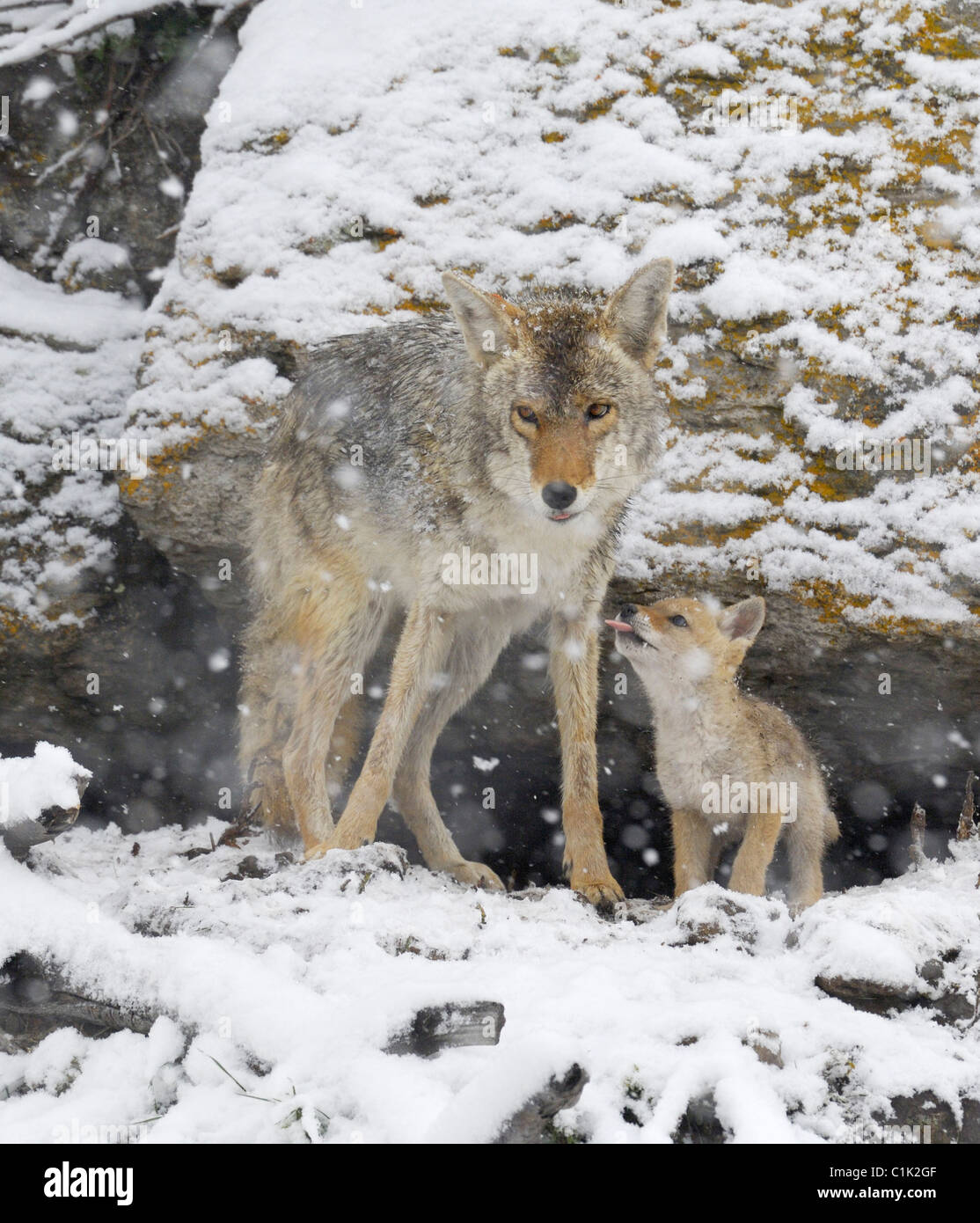 Coyote pup rendendo il divertimento di sua madre Foto Stock