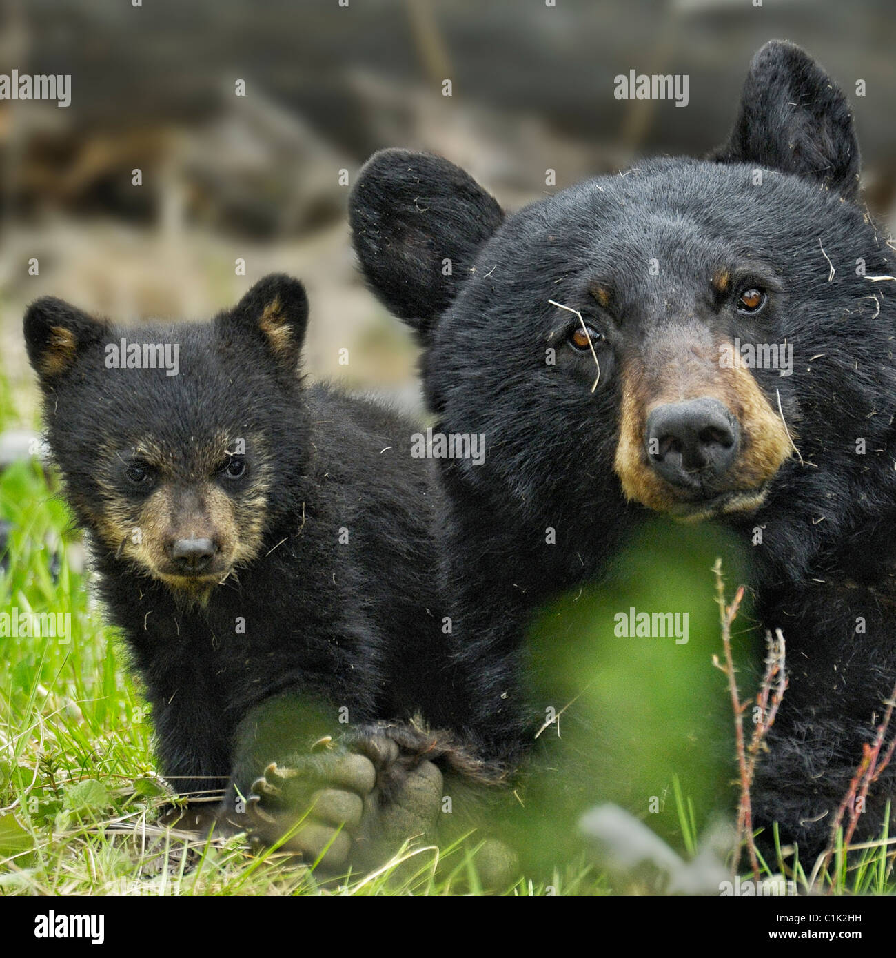 Madre orso e baby orso Foto Stock