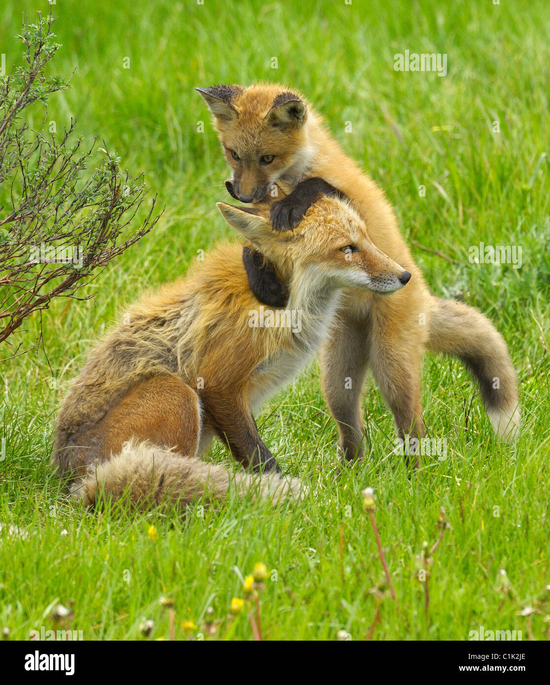 Baby red fox scherzosamente attacchi madre fox Foto Stock