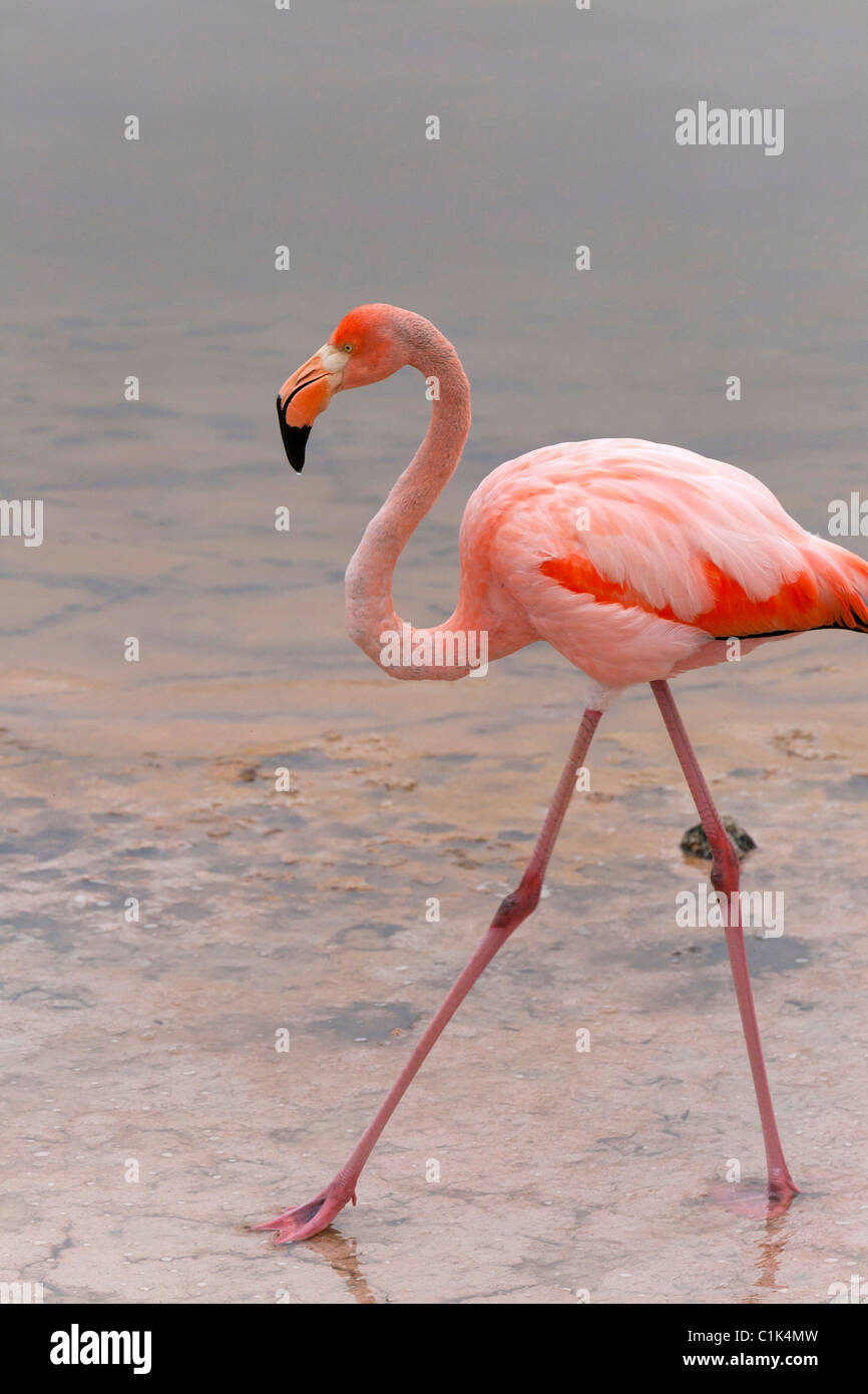 American Flamingo su Isabela island, Galapagos (chiamato anche dei caraibi fenicotteri) Foto Stock