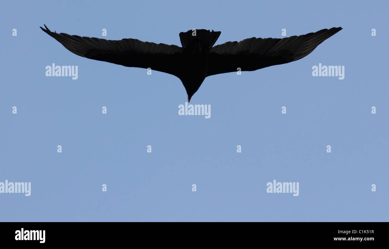 La Turchia Vulture (Cathartes aura) ad ovest del Texas, nella punta nord del deserto del Chihuahuan. Foto Stock