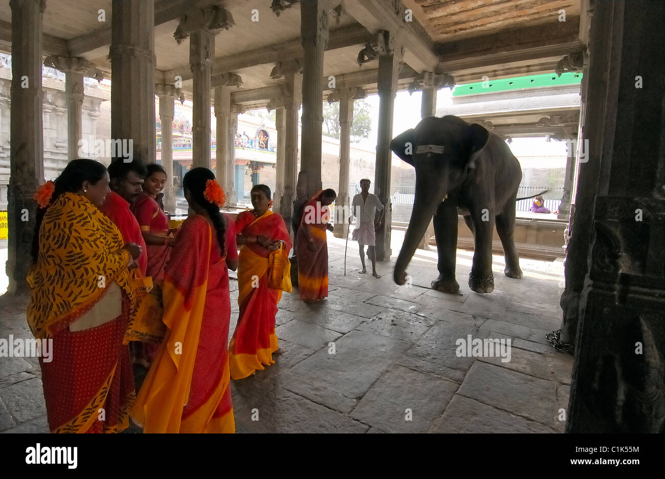 India, Tamil Nadu, elefante nel tempio Tiruvannamalai Foto Stock