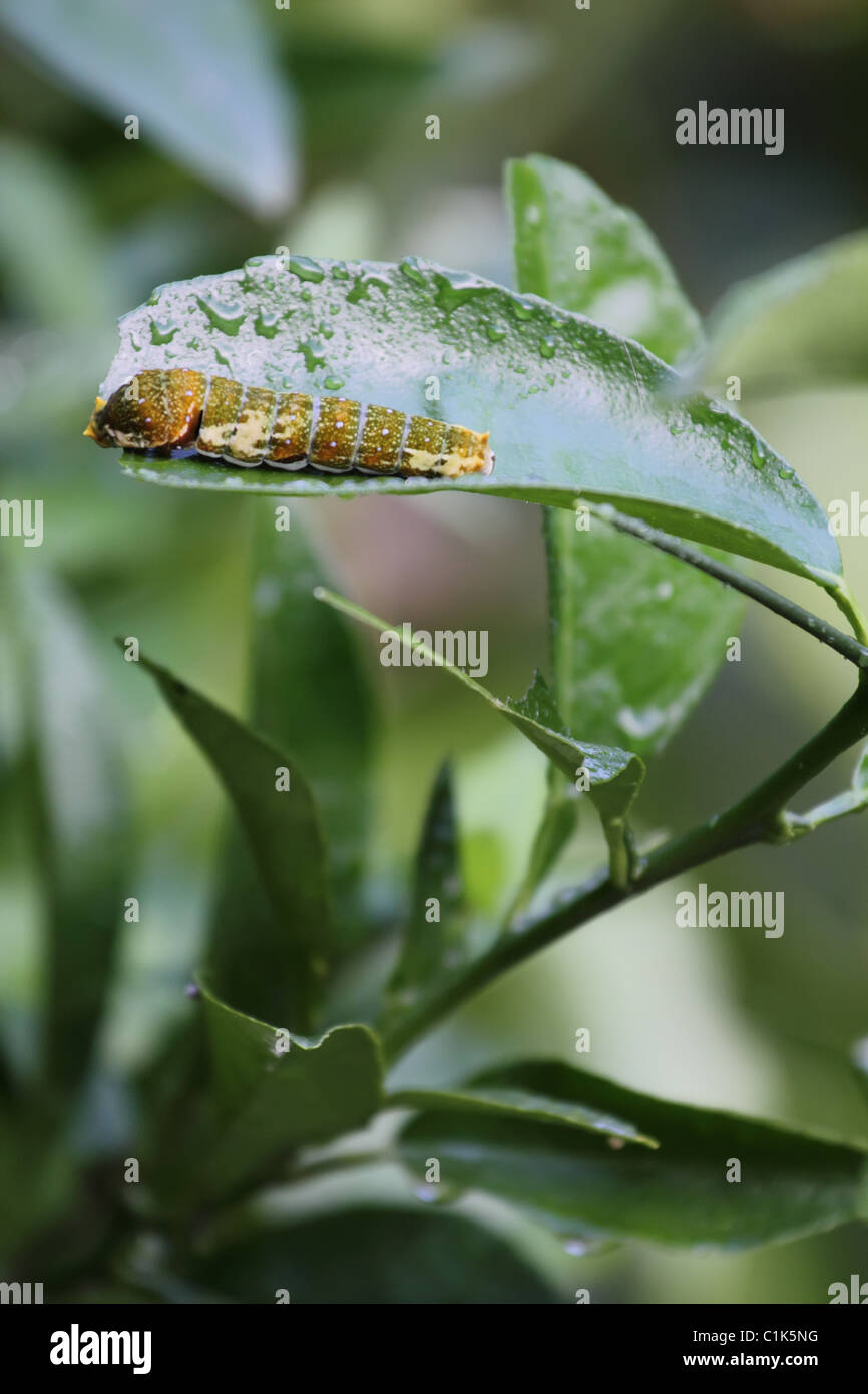 In appoggio sulle foglie Foto Stock
