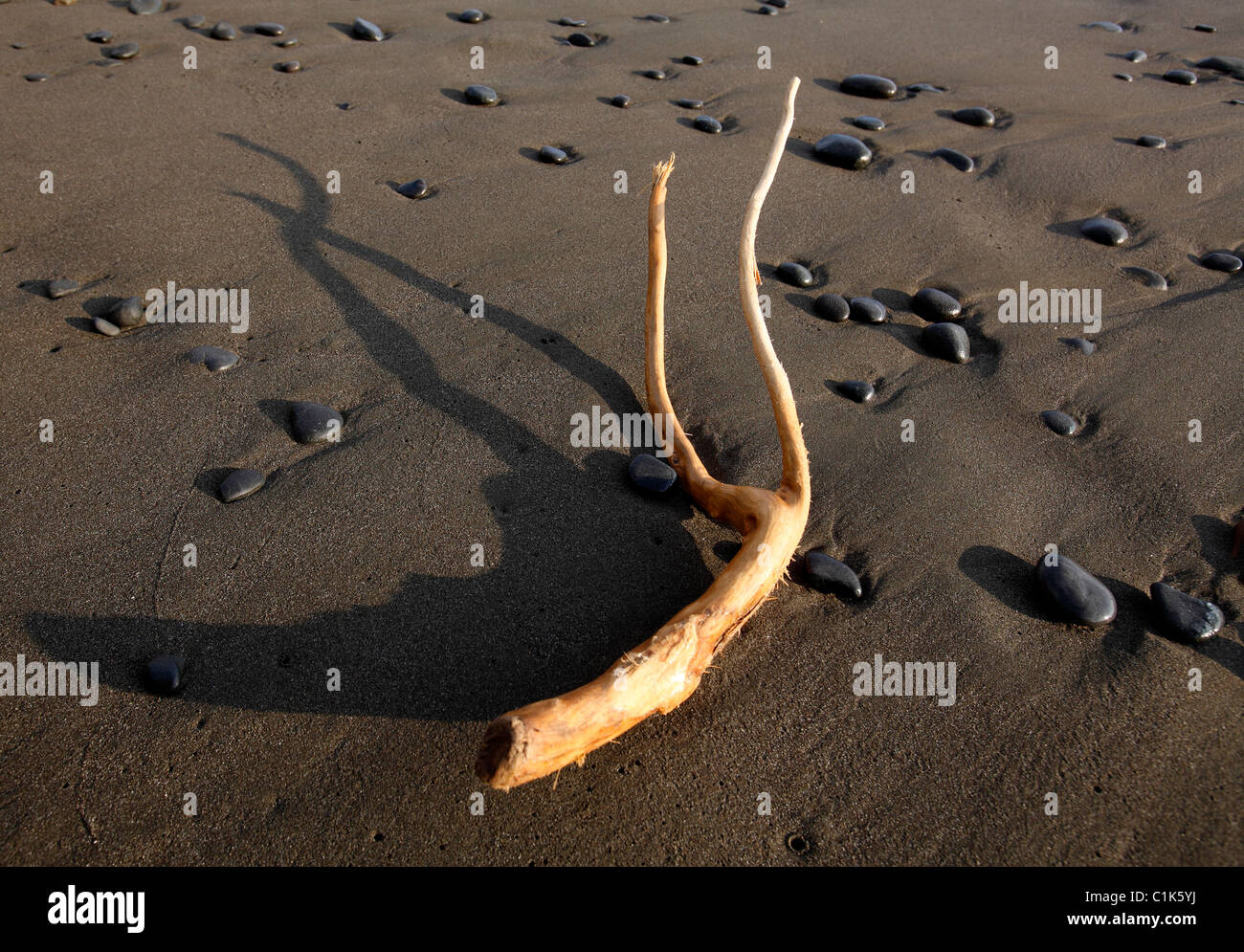 Driftwood beach pietre Foto Stock