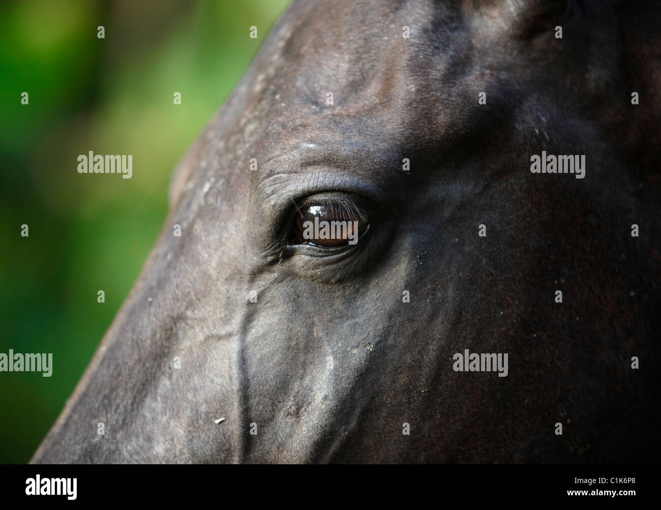 Cavallo nero faccia closeup Foto Stock