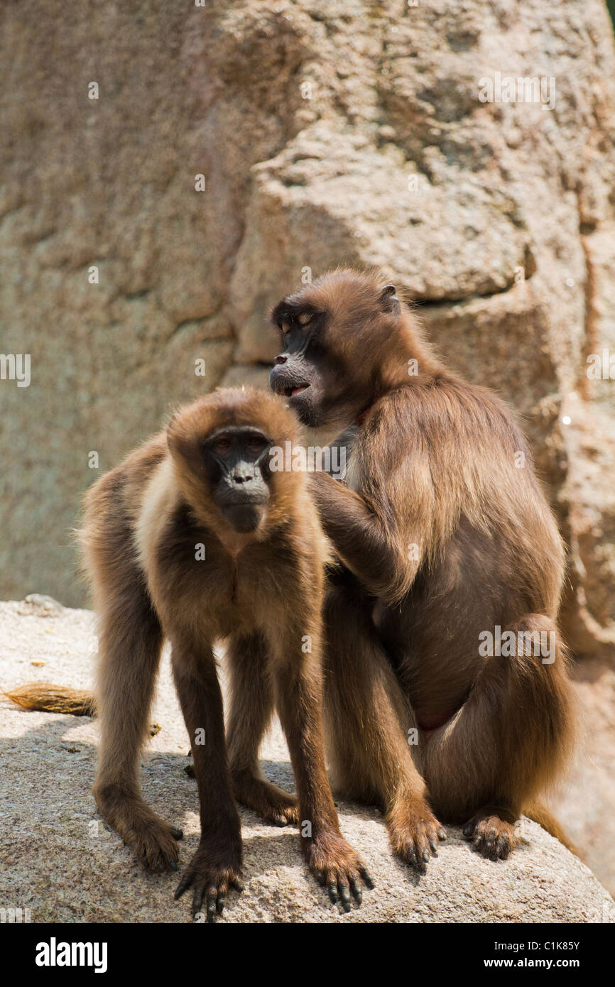 Babbuino Gelada (Theropithecus gelada ritratto) Foto Stock