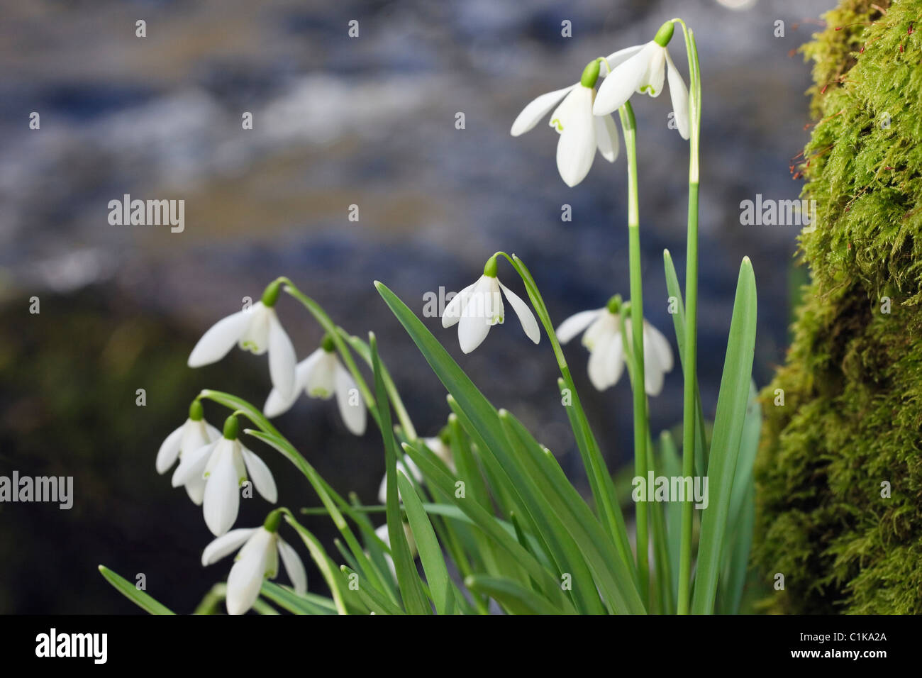 Piante di fiori selvatici nativi (Galanthus nivalis) crescono accanto all'acqua nel fiume Afon Dwyfor in inverno. Gwynedd Galles Regno Unito Gran Bretagna Foto Stock