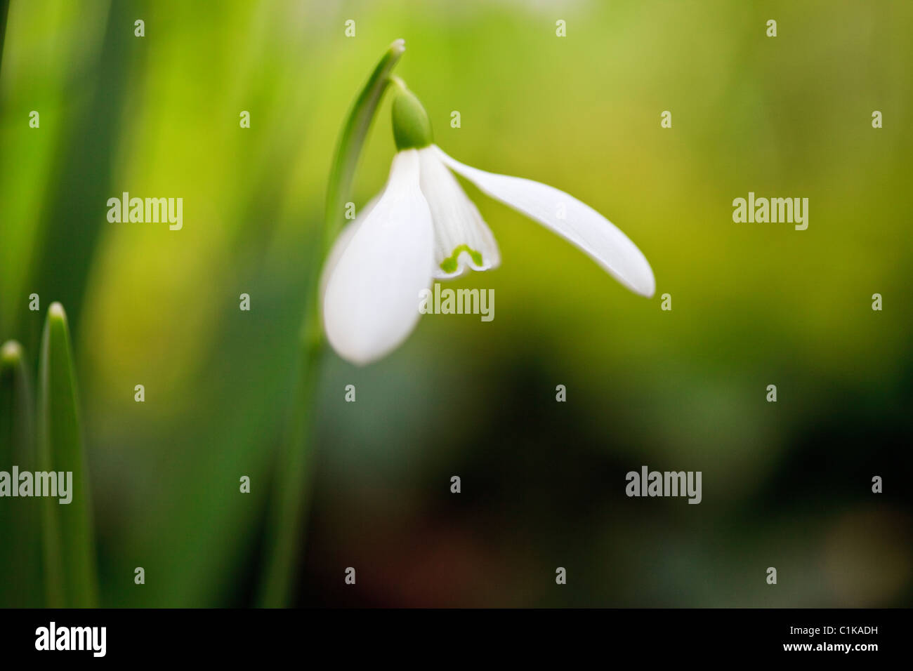 Il Galles del Nord, Regno Unito, Gran Bretagna. Close-up di un selvaggio Snowdrop fiore (Galanthus nivalis) in inverno Foto Stock