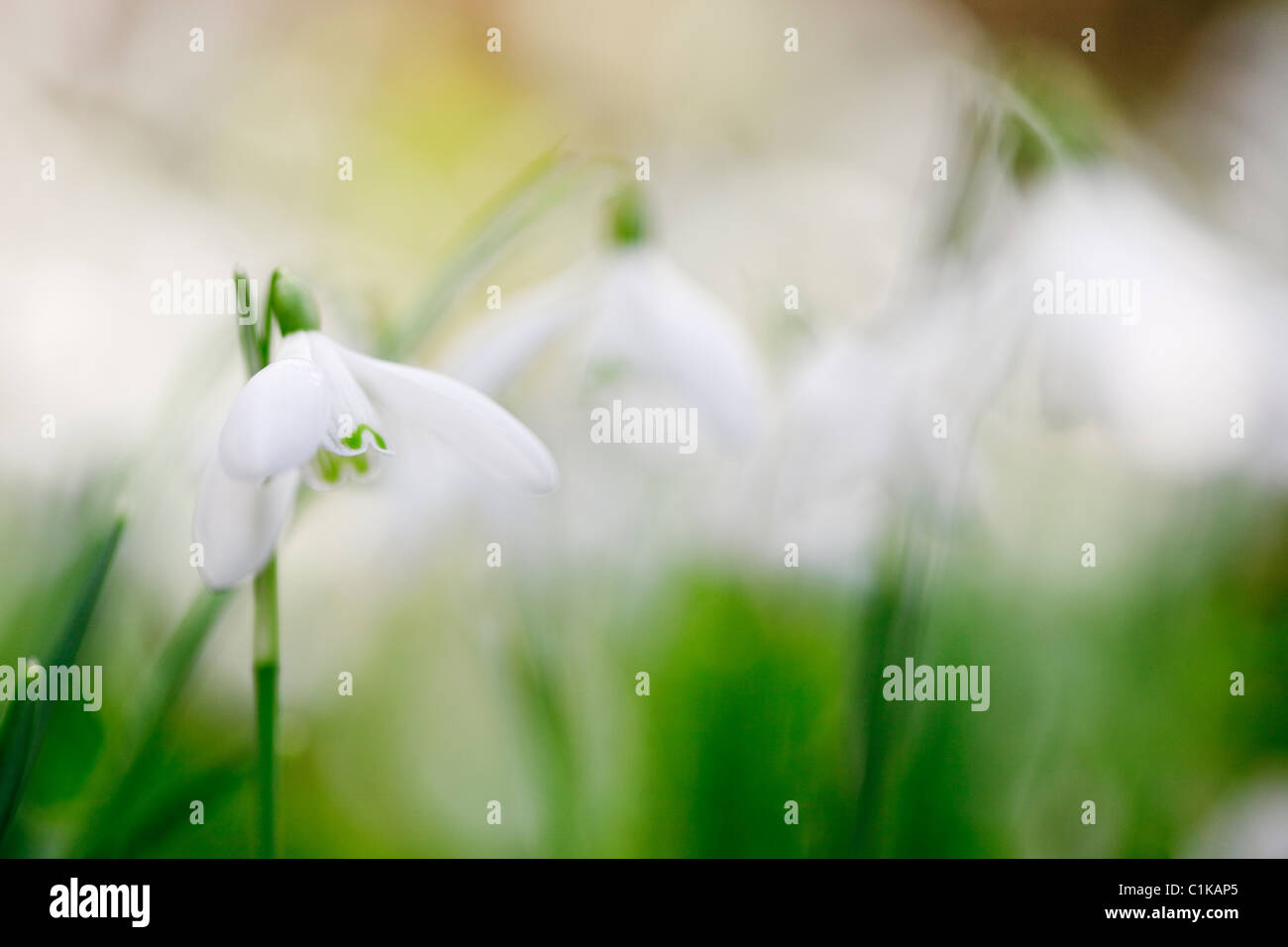 Gwynedd, il Galles del Nord, Regno Unito, Europa. Close-up di un selvaggio Snowdrop fiori (Galanthus nivalis) in inverno Foto Stock