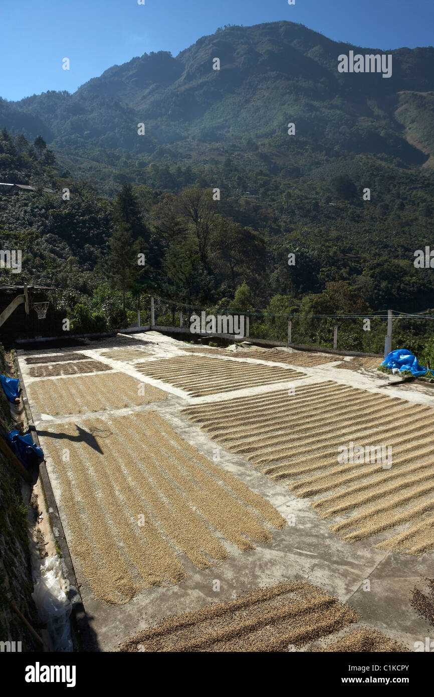 Asciugando i chicchi di caffè, Finca Vista Hermosa piantagione di caffè, Agua Dulce, dipartimento di Huehuetenango, Guatemala Foto Stock