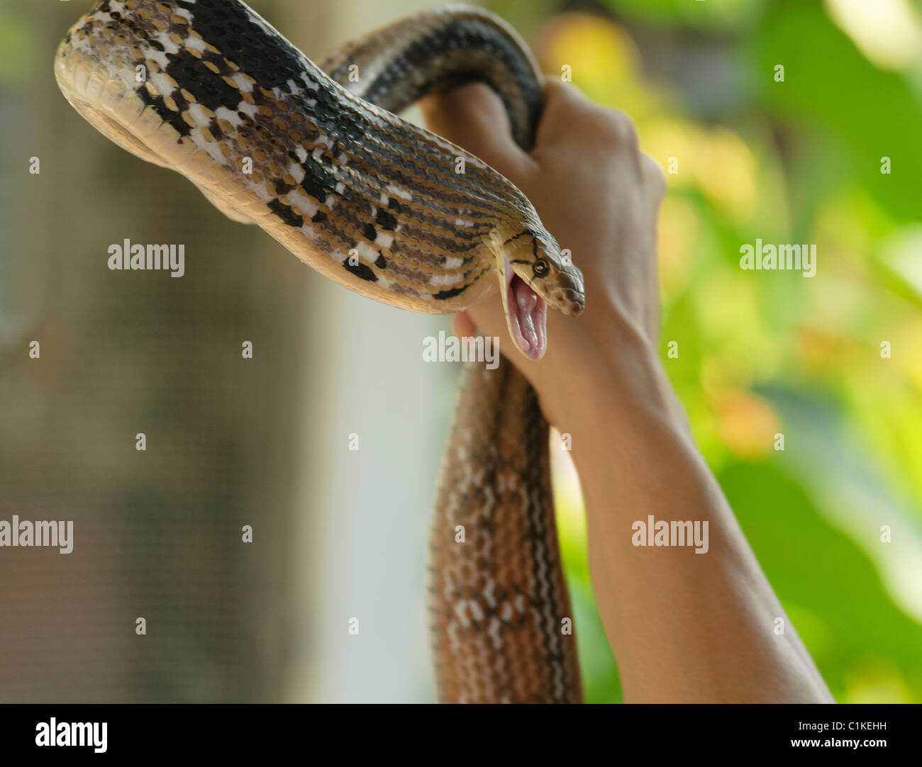 Nastrare Biacco (mucosa Ptyas maximus) essendo gestito in Thailandia Foto Stock