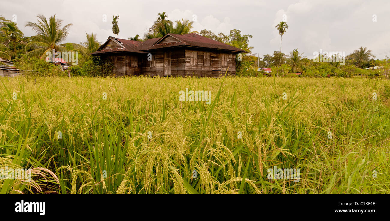 La risaia, Iban villaggio nei pressi di Sibu, Malaysian Borneo Foto Stock