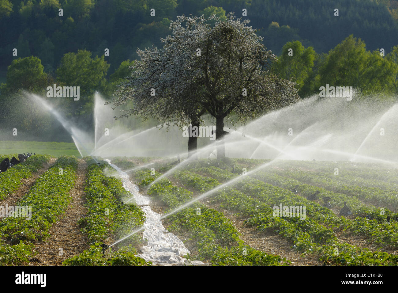 Campo di fragole, Klingenberg, Miltenberg, Franconia, Baviera, Germania Foto Stock