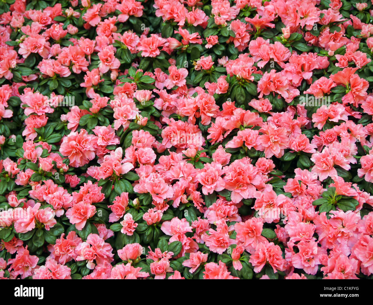 Campo di rosa fiori di azalea - vista aerea Foto Stock