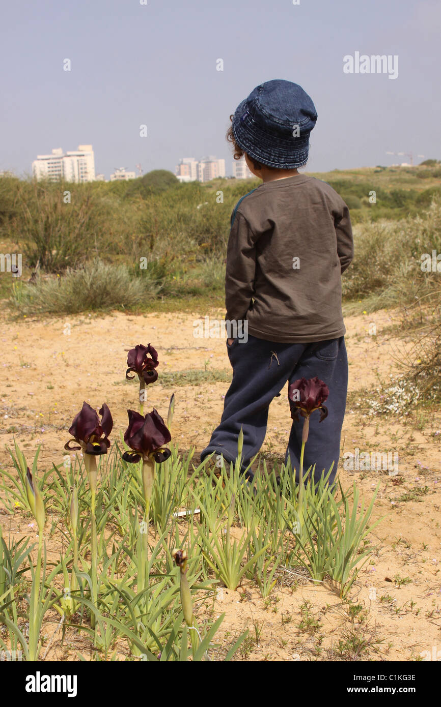 Costiera o Iris Iris Viola (Iris atropurpurea) Foto Stock