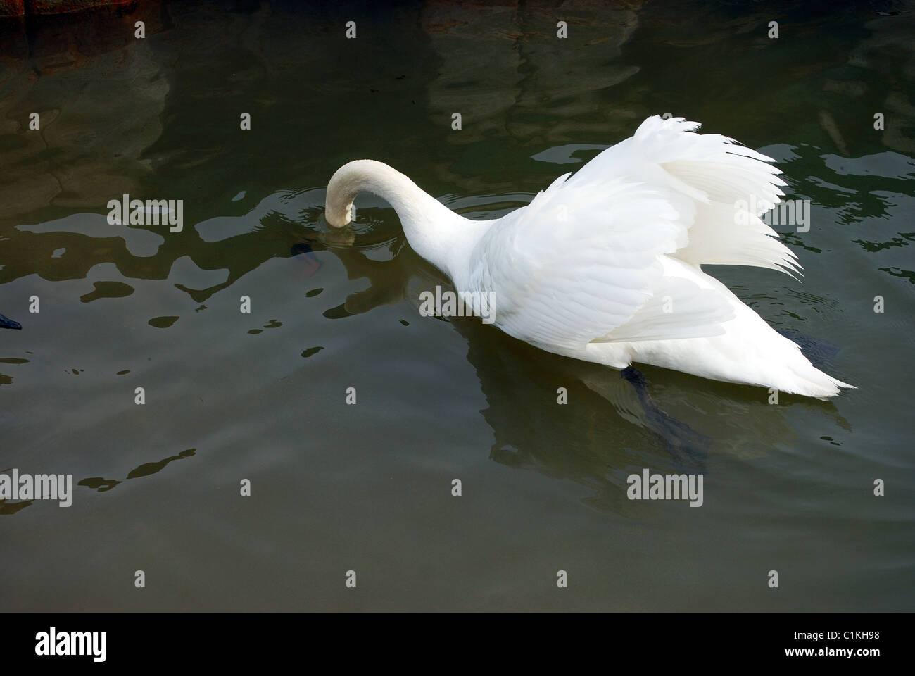 Il White Swan con testa sotto l'acqua. Foto Stock