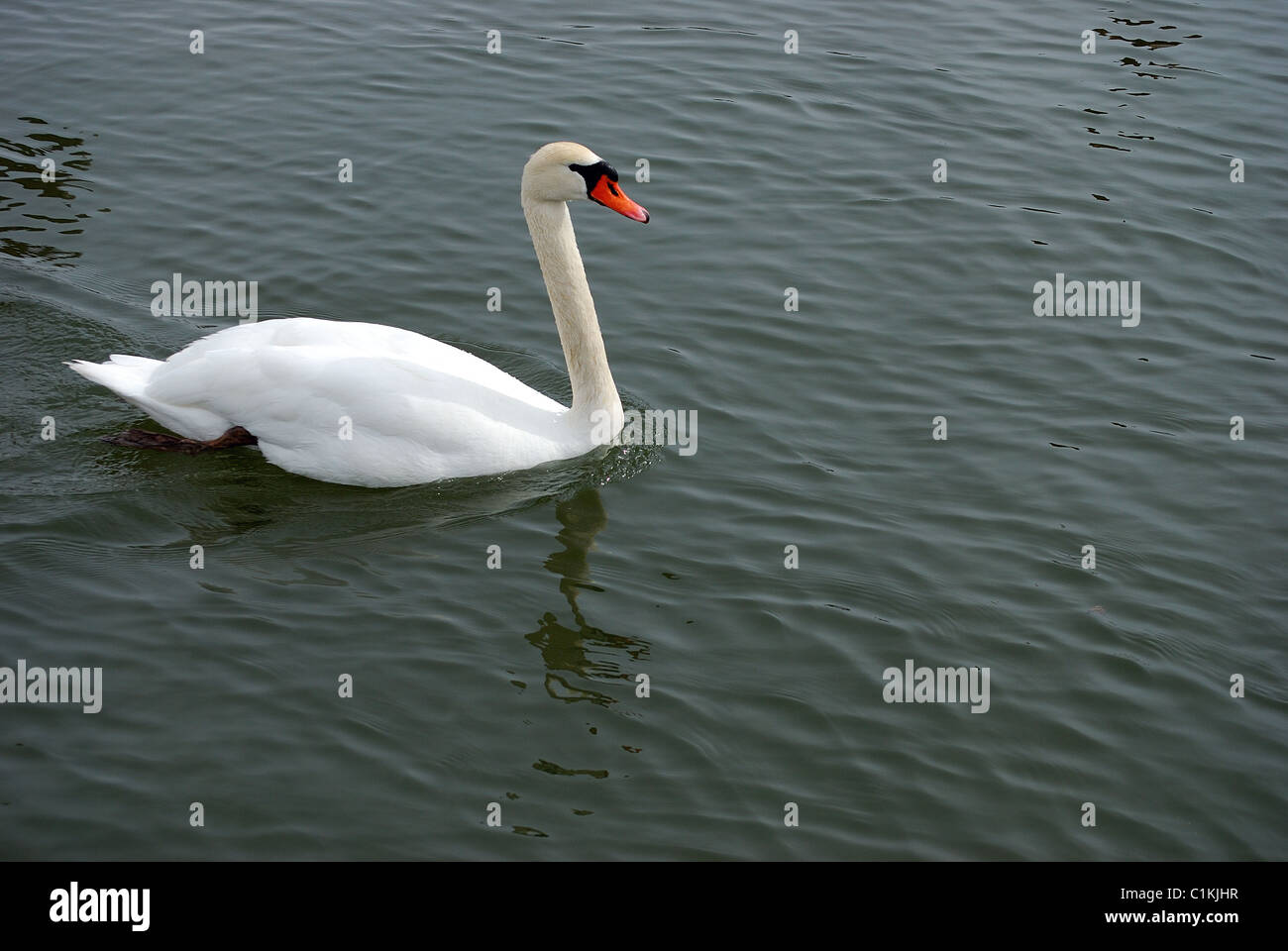 Il White Swan nuotate nel Lago Ontario acque della baia. Foto Stock