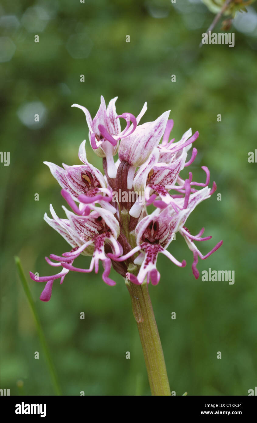 Orchide omiciattolo (Orchis simia) rara orchidea selvatica flowerhead, Kent Foto Stock