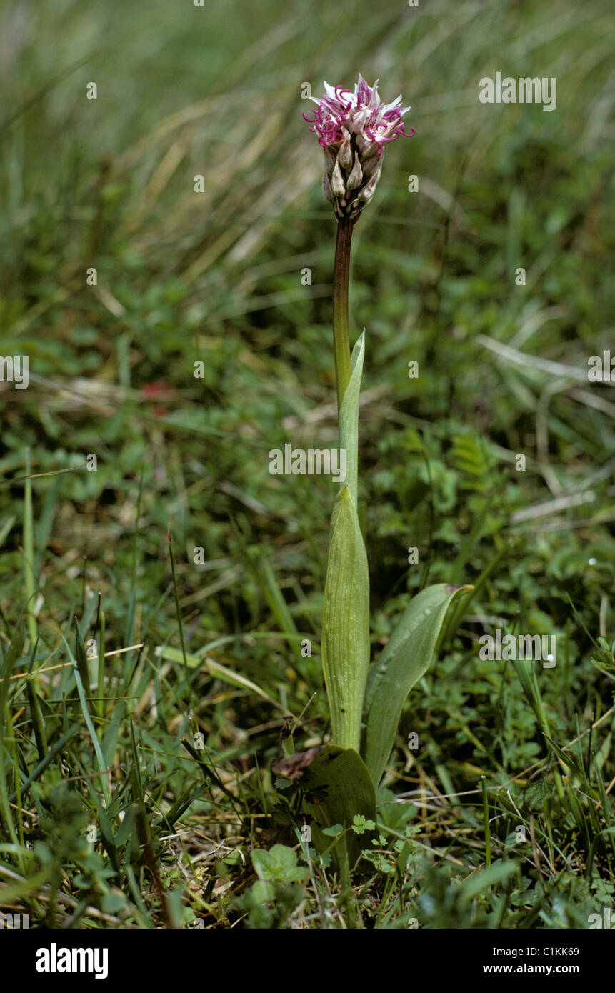 Orchide omiciattolo (Orchis simia) pianta flowering, Kent Foto Stock