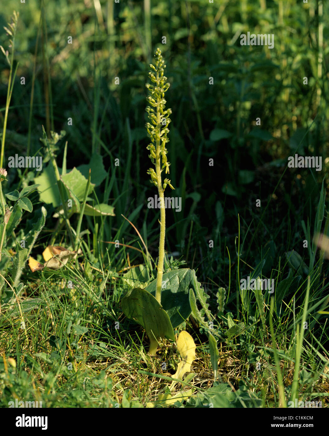 Twayblade comune (Listeria ovata) fioritura delle piante Foto Stock
