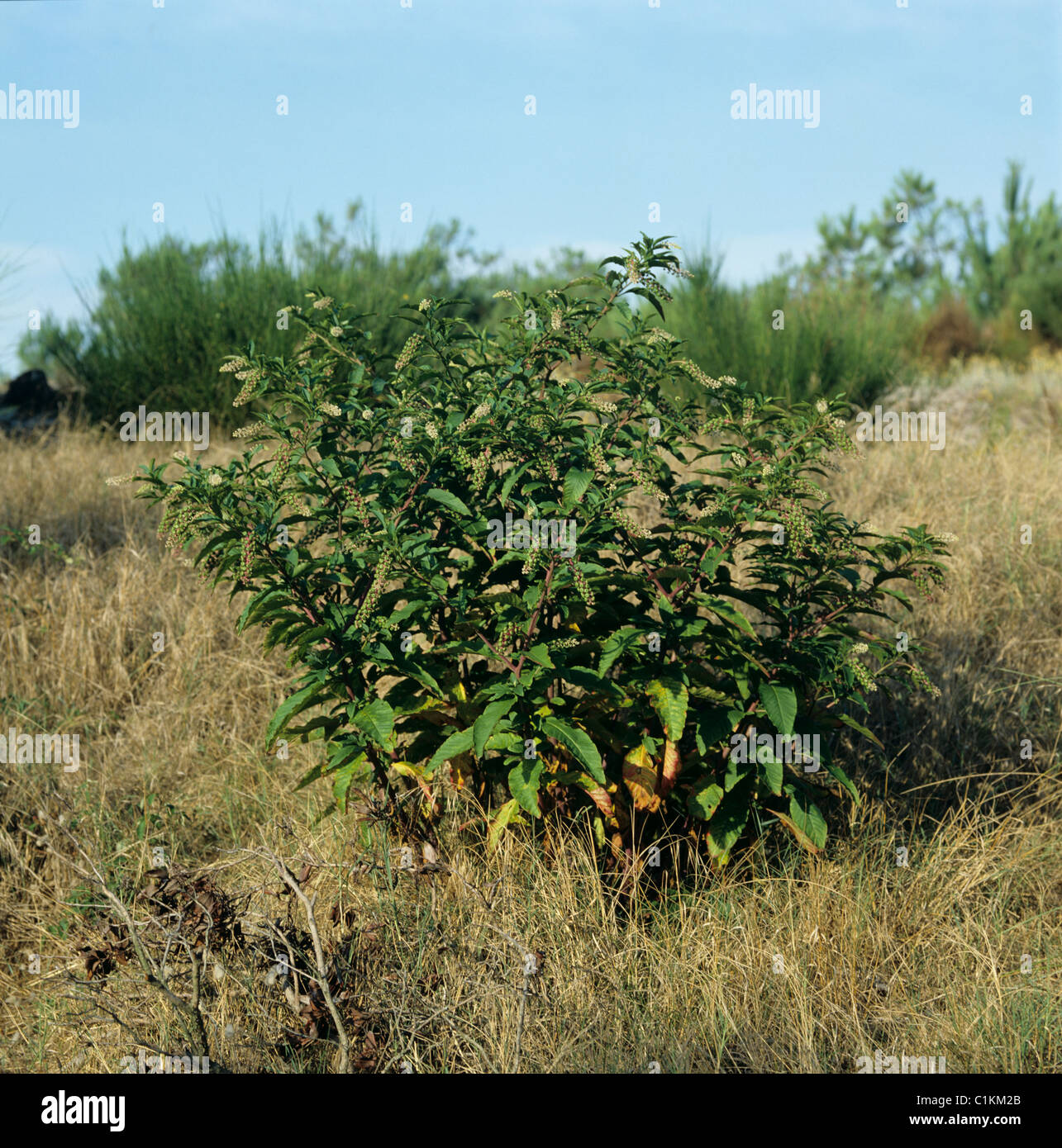 Pokeweed comune (Phytolacca americana) piante in fiore e la semina, Francia Foto Stock