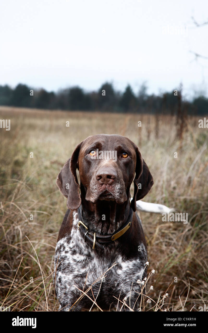 Ritratto di cane, Houston, Texas, Stati Uniti d'America Foto Stock