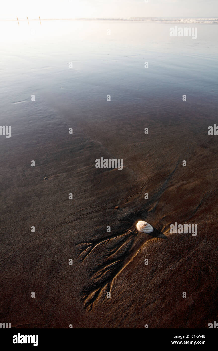 Conchiglia piccola spiaggia tropicale di bassa marea, Playa San Miguel, Nicoya peninsula, Costa Rica Foto Stock