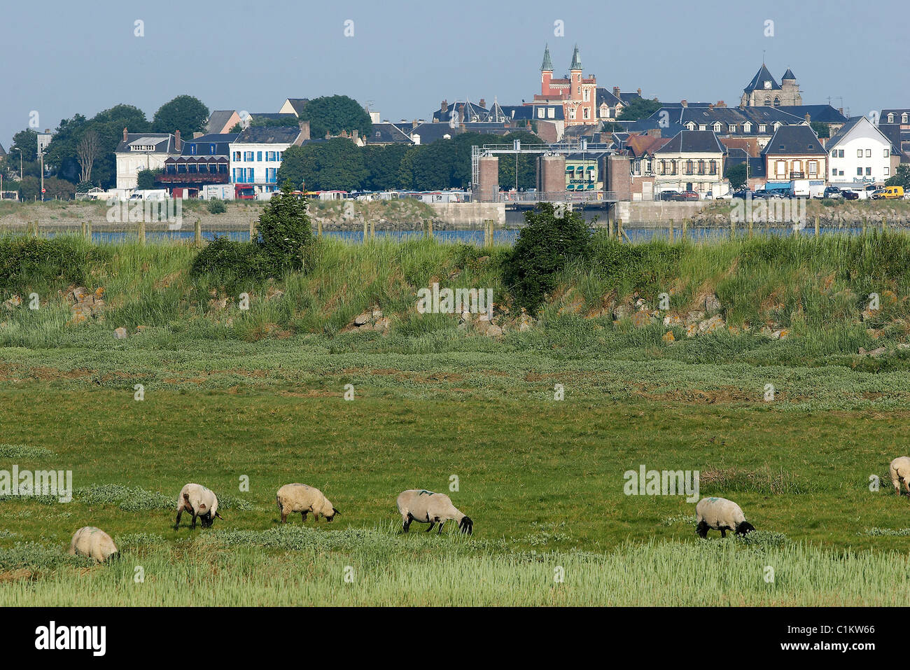 Francia, Somme, costiere Somme, Baia di Somme, gli agnelli e le pecore di praterie salate e nel retro della città di Le Crotoy Foto Stock