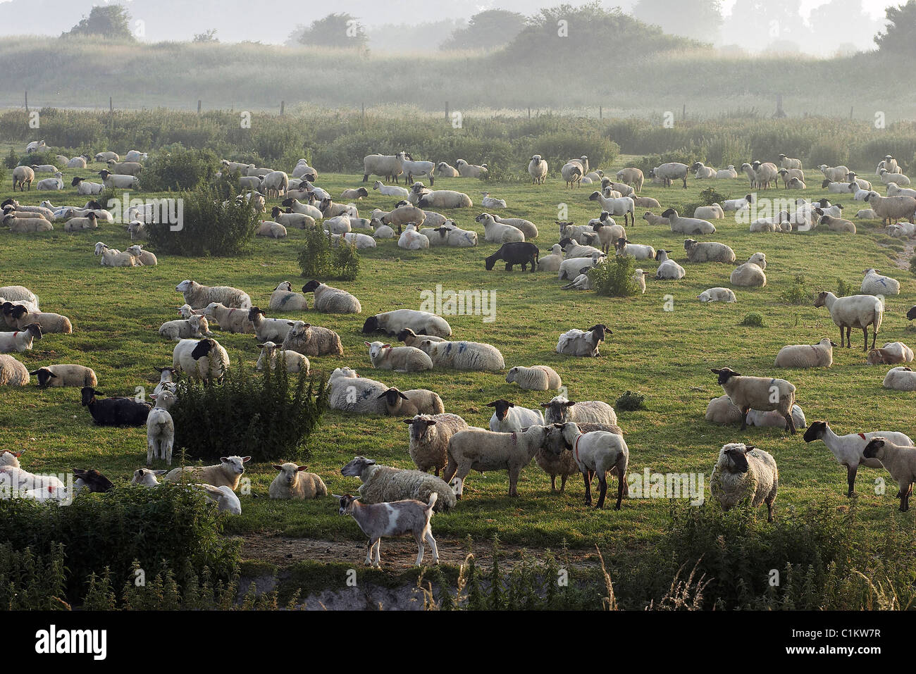 Francia, Somme, Baie de Somme, gli agnelli e le pecore di prati salati Foto Stock