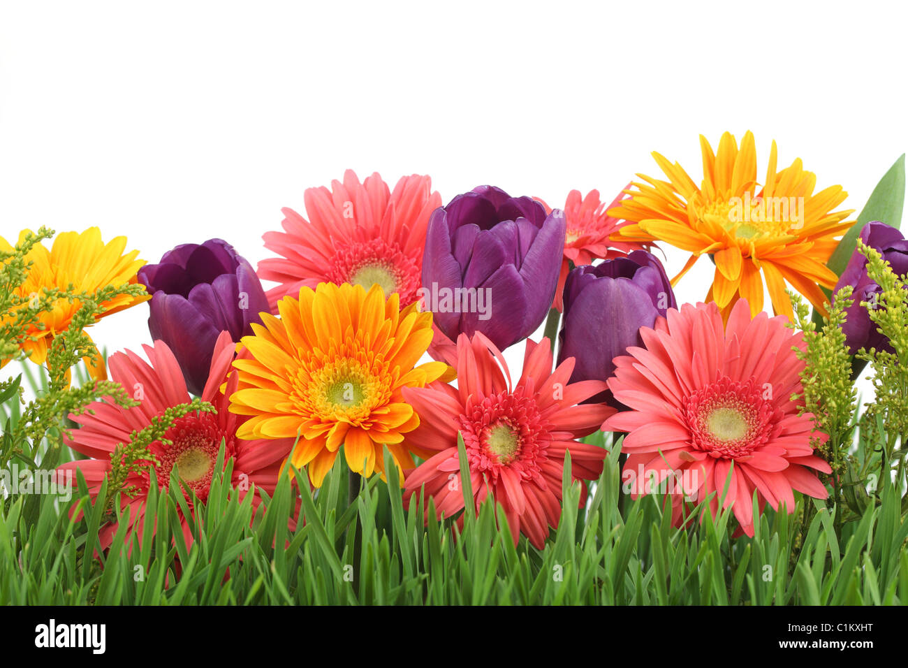 Fiori di primavera sullo sfondo Foto Stock