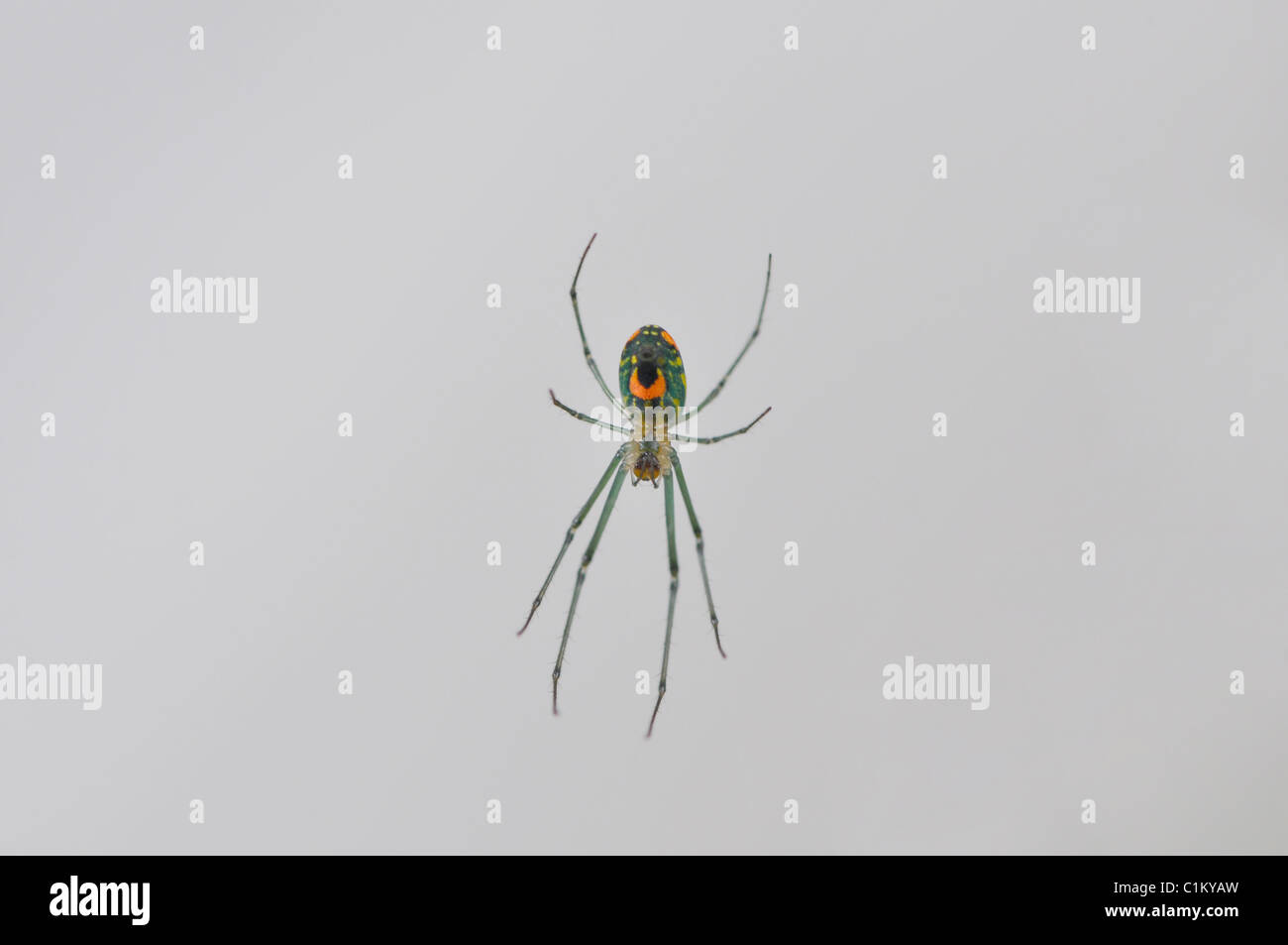 Un singolo frutteto spider (Leucauge venusta) su un sito web in un giardino Foto Stock