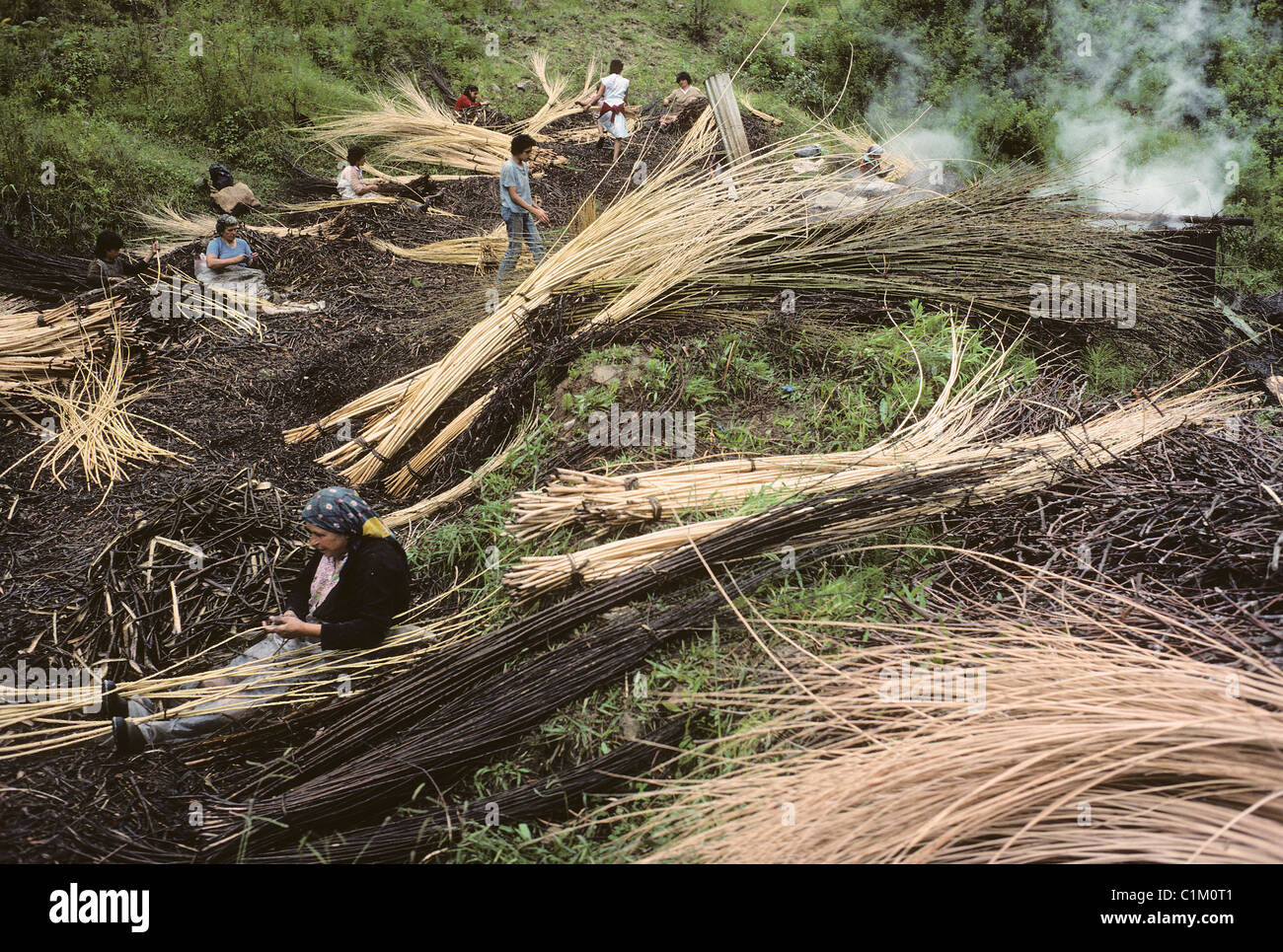 Portogallo Madeira Island artigianato di vimini durante i primi mesi dell'anno il salice' steli raccolti sono sbucciati e fornito in dotazione Foto Stock