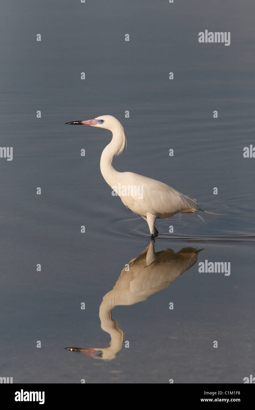 Reddish Garzetta (Egretta rufescens) bianco Morph Foto Stock