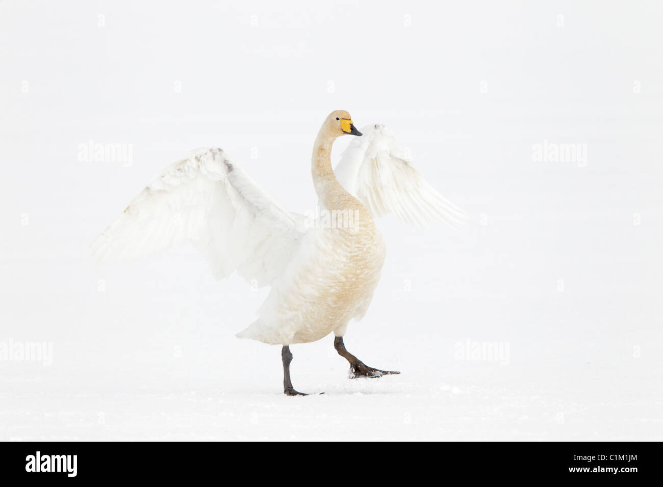 Adulto Whooper swan sbattimenti le sue ali di inverno in Islanda Foto Stock