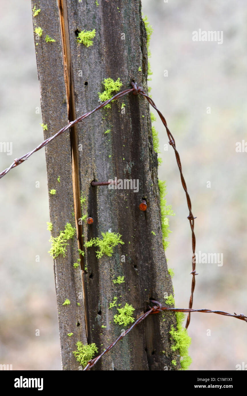 40,251.07219 close up di un vecchio e stagionato recinzione in legno post, drappeggiati con rusty il filo spinato, proteso lateralmente con l'età. Foto Stock 40,251.07219 close up di un vecchio e stagionato recinzione in legno post, drappeggiati con rusty il filo spinato, proteso lateralmente con l'età. Foto Stock