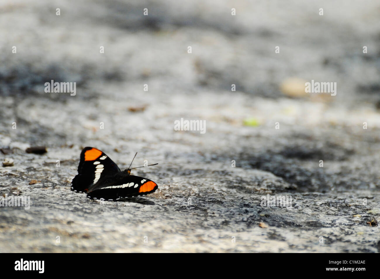 Un close-up foto di una farfalla in appoggio su di una roccia vicino alla cascata, CALIFORNIA, STATI UNITI D'AMERICA Foto Stock