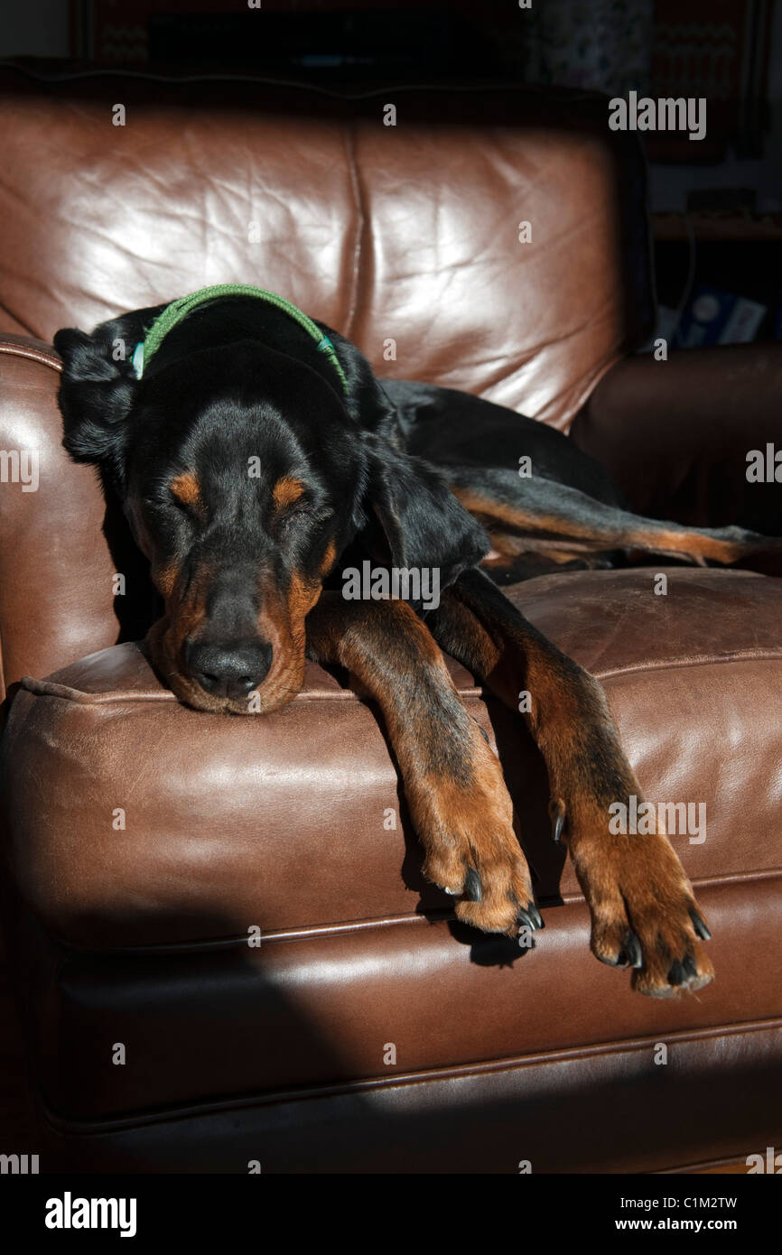 Zeus, nero e tan coonhound, non riesce a tenere gli occhi aperti nel sole del pomeriggio nella sua poltrona preferita. Foto Stock