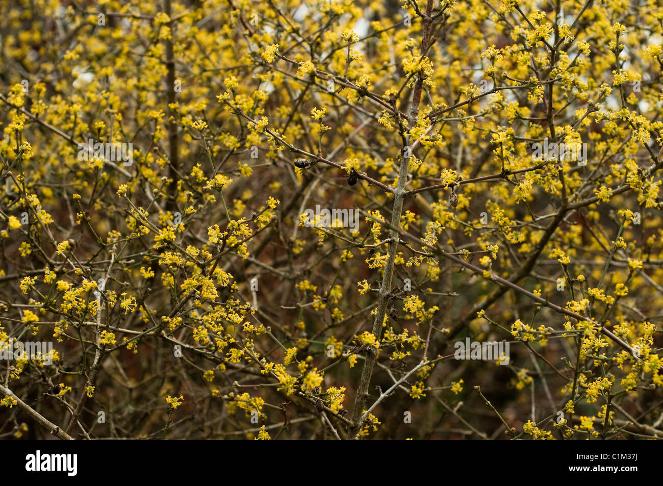 Cornus mas, Corniolo, in fiore Foto Stock