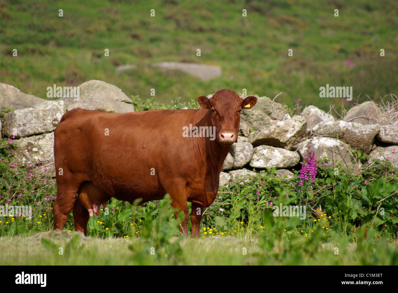 Ritratto di un rosso rubino Devon mucca Foto Stock