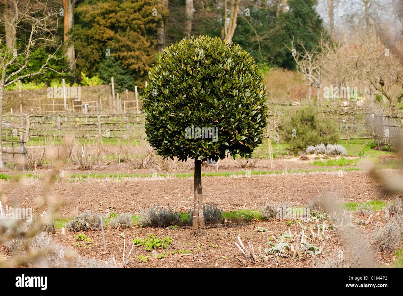 Standard Bay Tree, Laurus nobilis, a Painswick Giardino rococò in Cotswolds Foto Stock