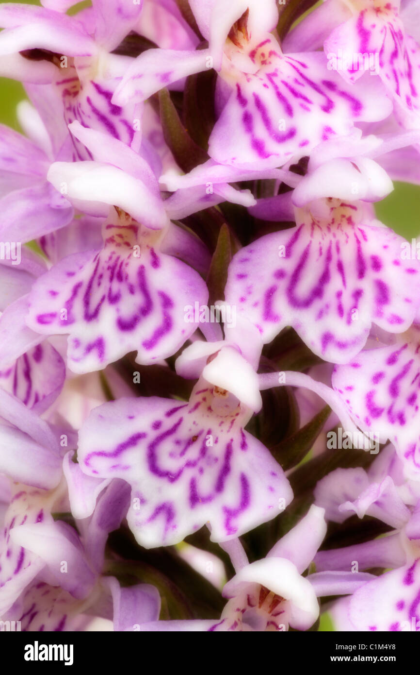 Soft focus immagine di comune Spotted Orchid, mugnai Dale Foto Stock
