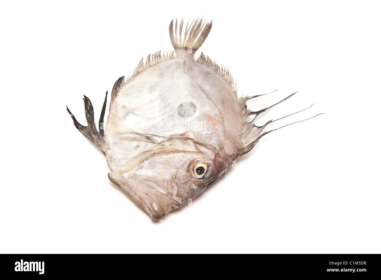 John Dory tutto il pesce di mare isolato su un bianco di sfondo per studio. Foto Stock