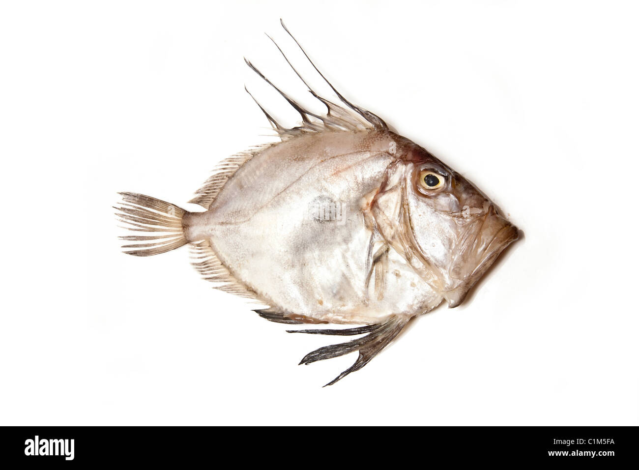 John Dory tutto il pesce di mare isolato su un bianco di sfondo per studio. Foto Stock
