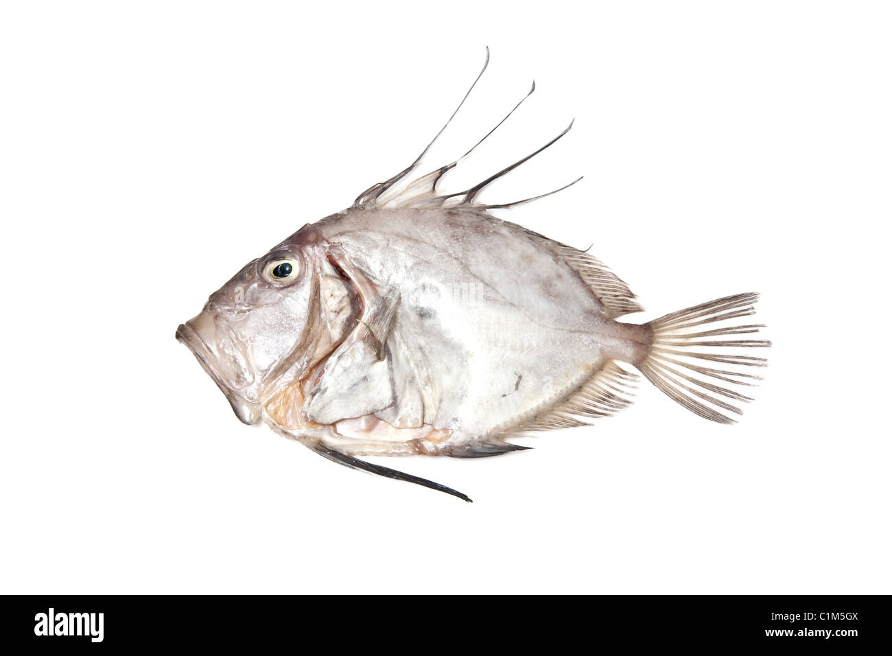 John Dory tutto il pesce di mare isolato su un bianco di sfondo per studio. Foto Stock