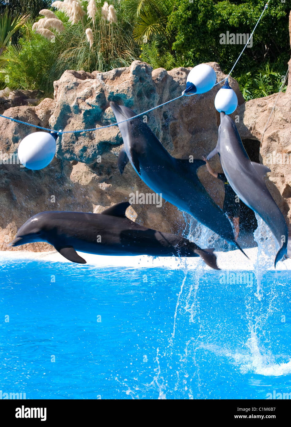 Saltare i delfini Foto Stock