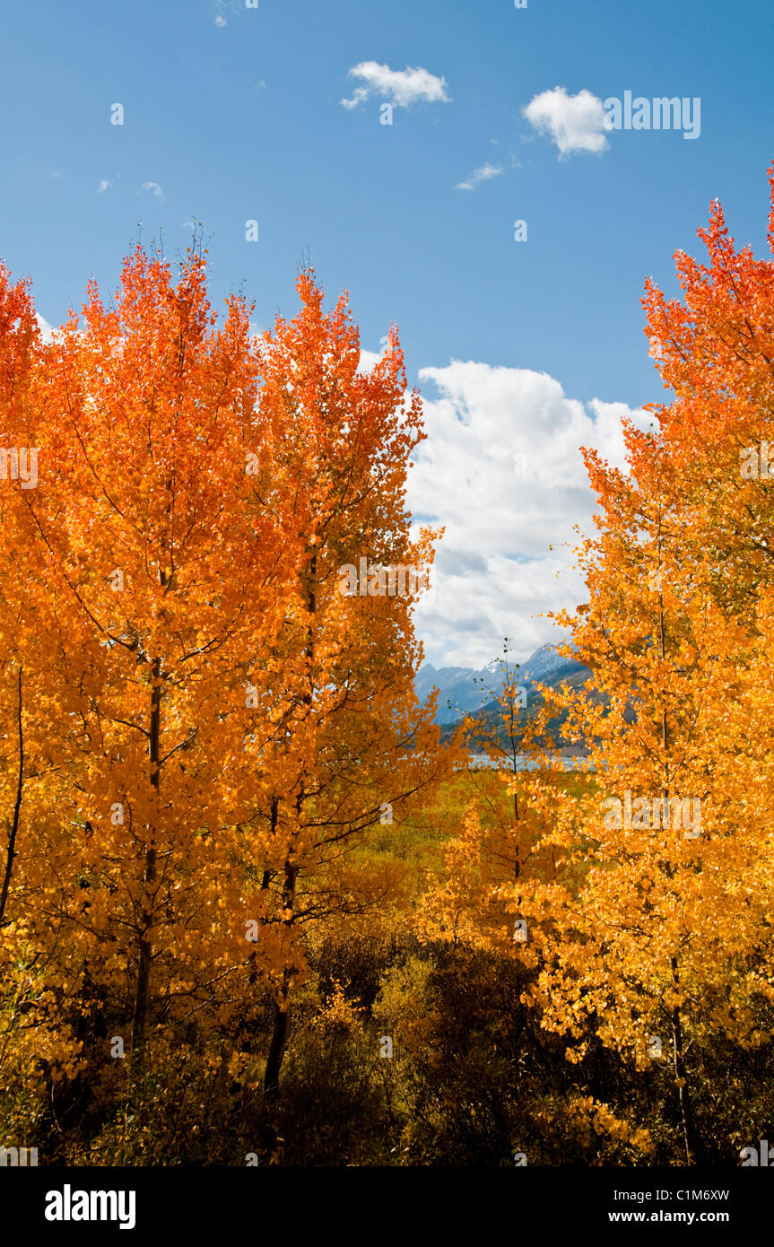 Colter Bay,Porri Marina,Aspens in Autunno colori,colori,lago Jackson,Mount Moran,Teton gamma,Grand Teton National Park Wyoming,USA Foto Stock