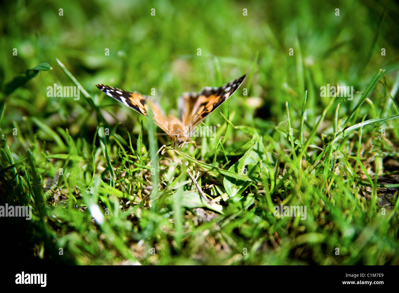 Allevamento di farfalle Foto Stock